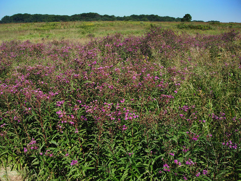 Vernonia noveboracensis