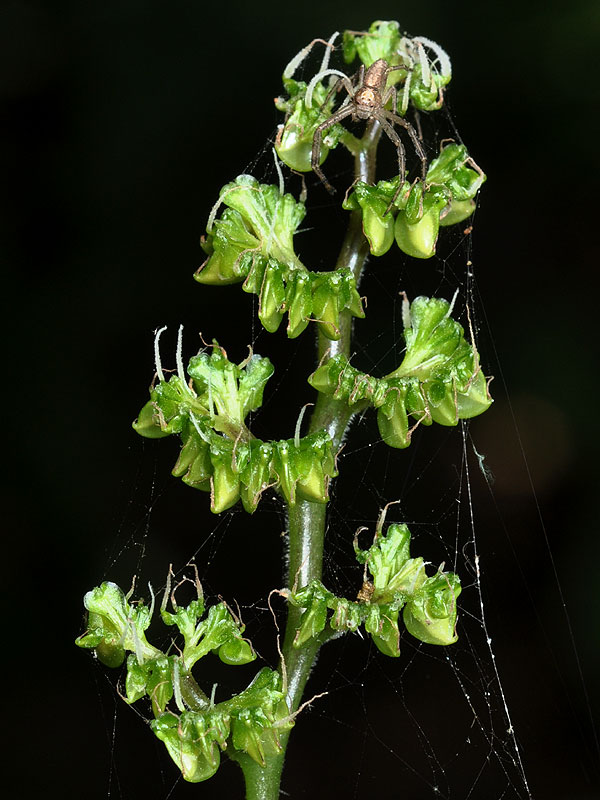 Canada Wood-nettle