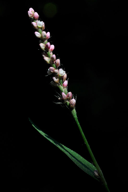 Longbristle Smartweed