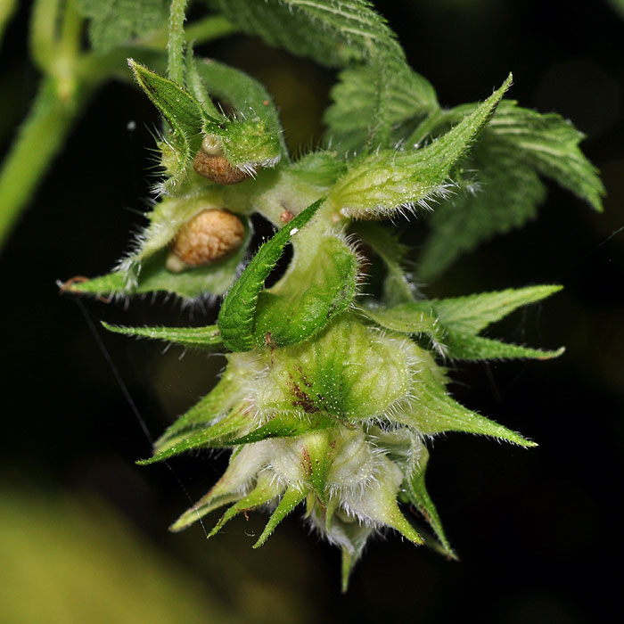 Humulus japonicus