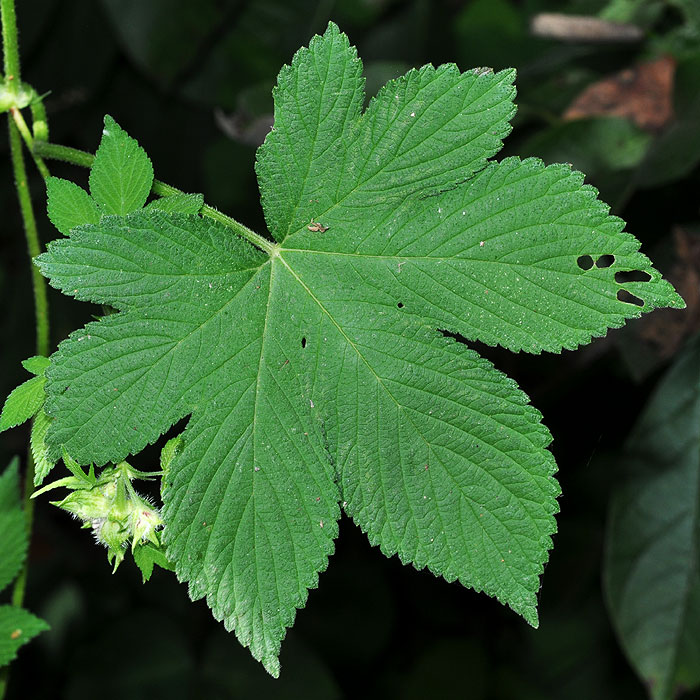 Japanese Hops