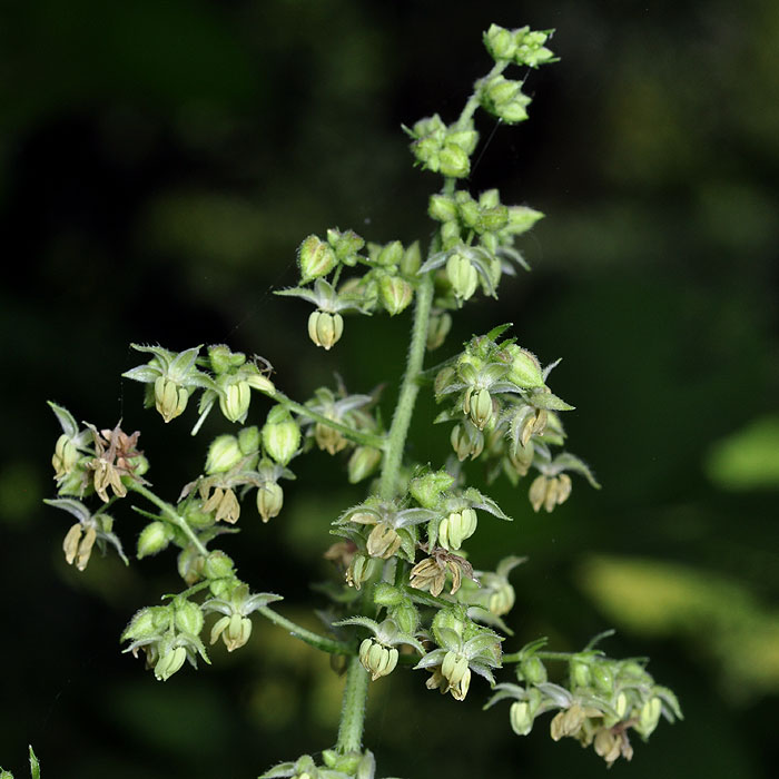 Humulus japonicus