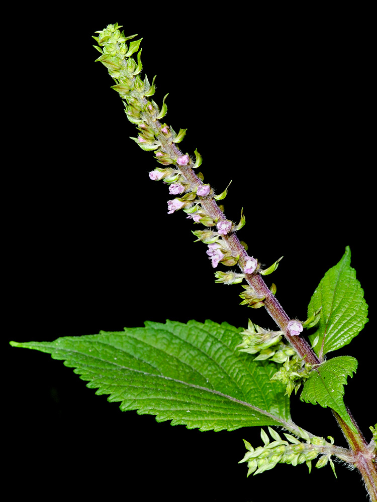 Beefsteak Plant