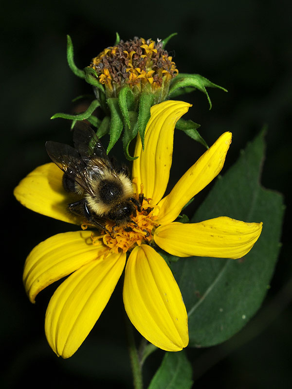 Jerusalem Artichoke