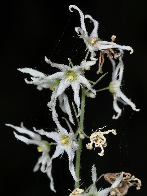 Echinocystis lobata