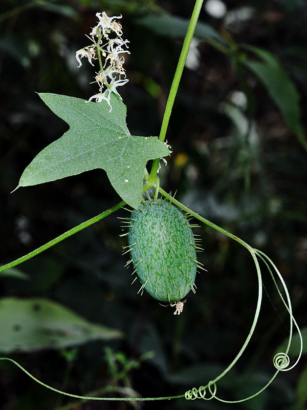 Echinocystis lobata