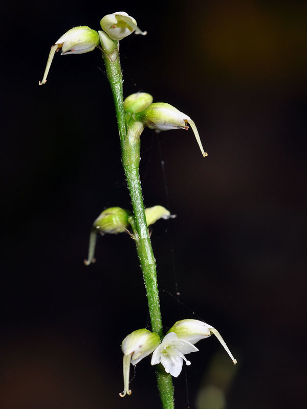 Persicaria virginiana