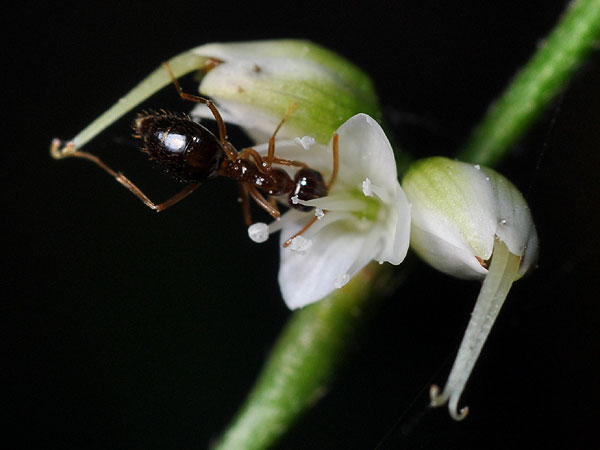 Virginia Smartweed