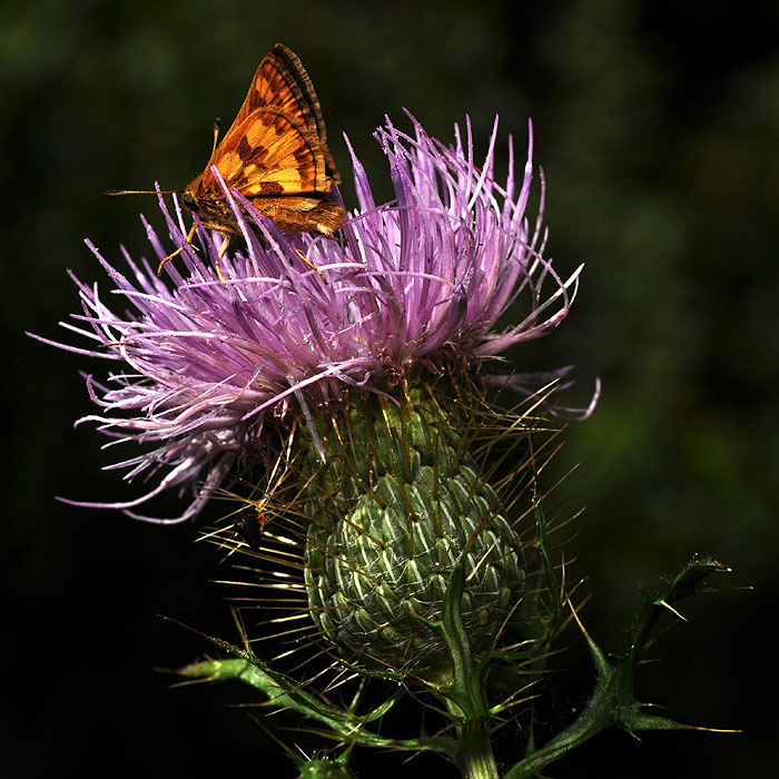 Cirsium discolor