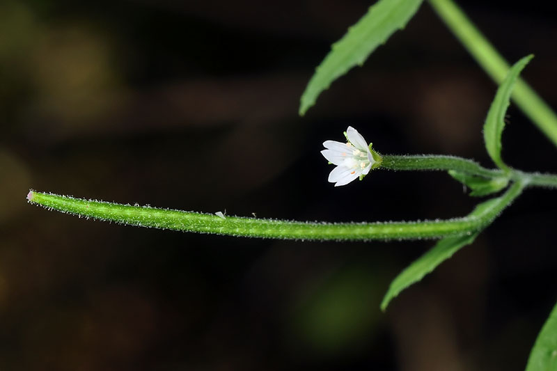 Epilobium coloratum