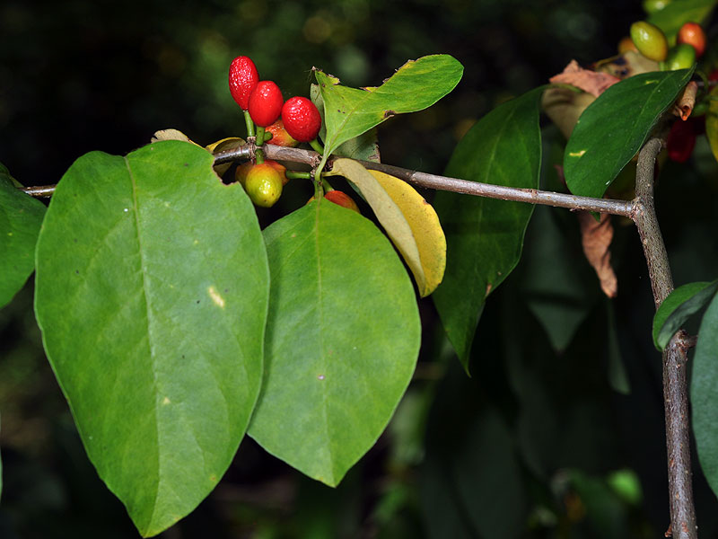 Lonicera maackii