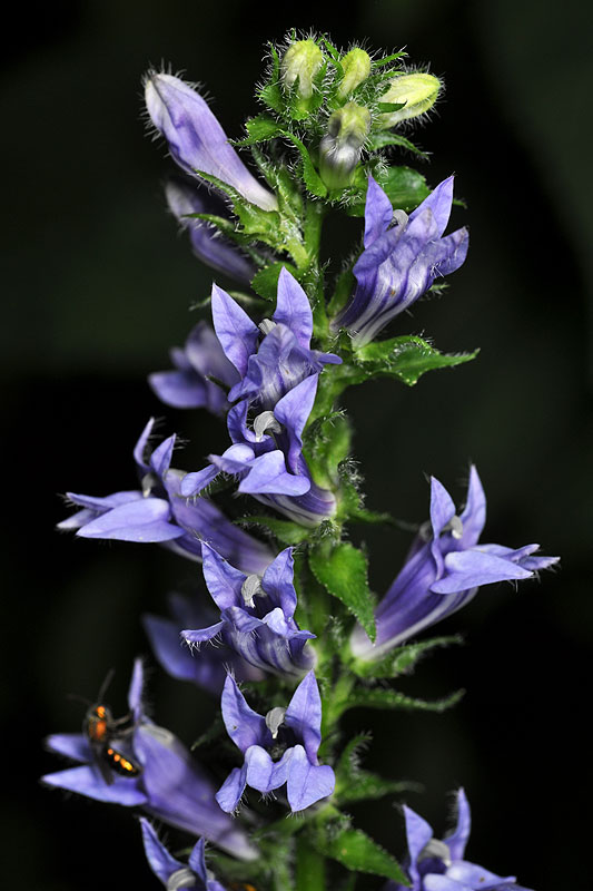 Great Blue Lobelia