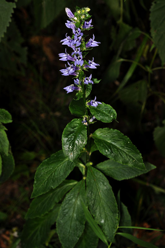 Great Blue Lobelia