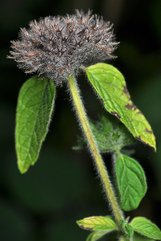 Field Basil