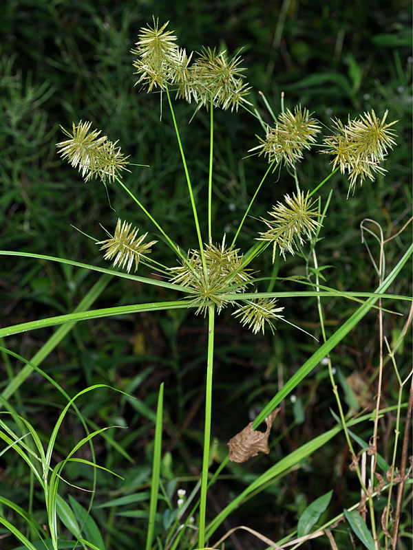 Cyperus odoratus var. odoratus