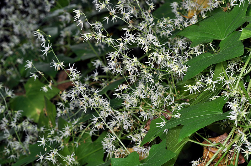 Echinocystis lobata