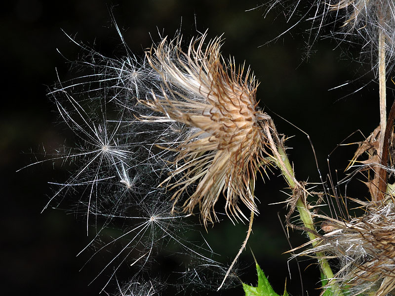 Cirsium vulgare