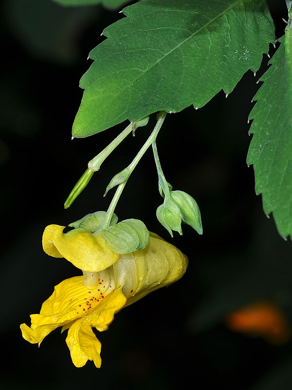 Impatiens pallida