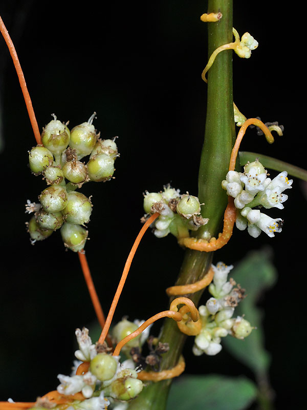 Cuscuta gronovii