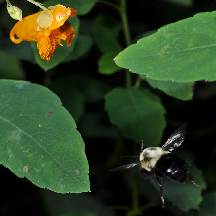 Impatiens capensis