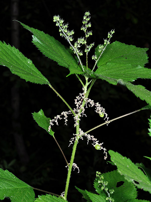 Laportea canadensis