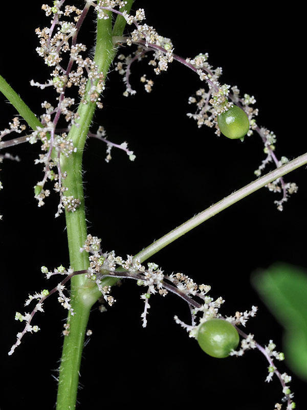 Canada Wood-nettle