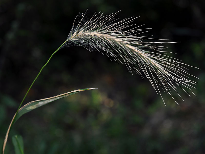 Elymus riparius