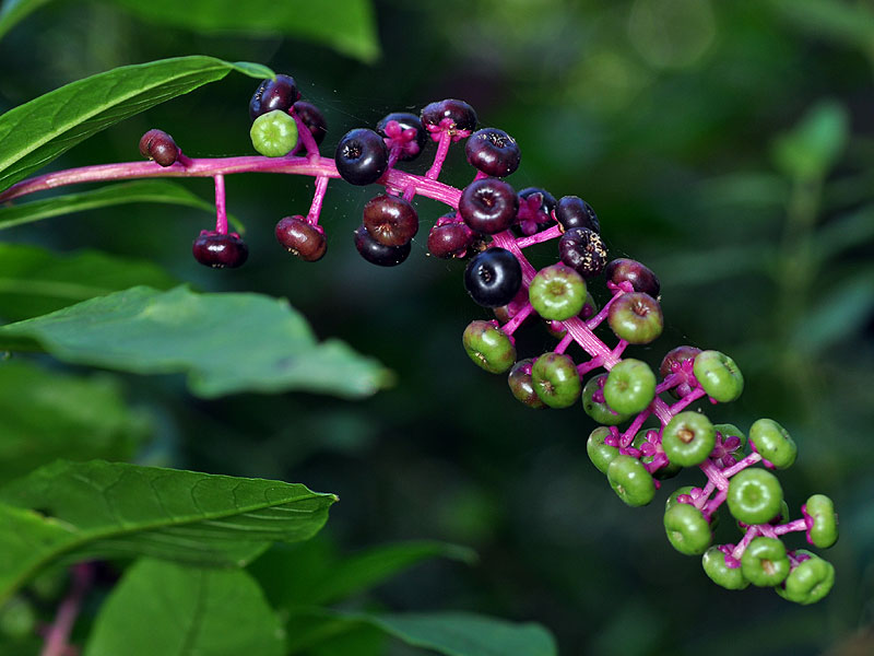 Phytolacca americana