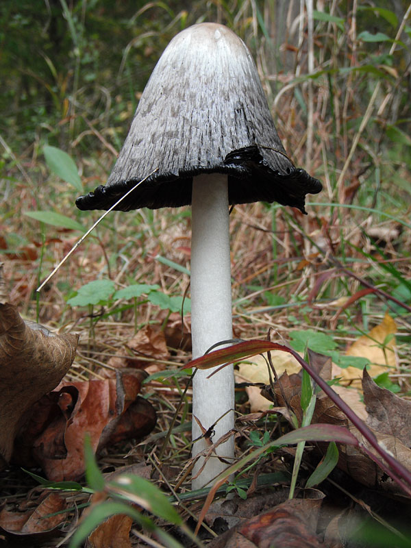 Coprinus</i> sp.<i>