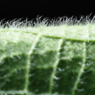 Broussonetia papyrifera