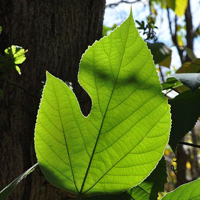 Broussonetia papyrifera