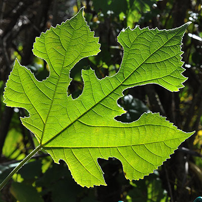 Broussonetia papyrifera