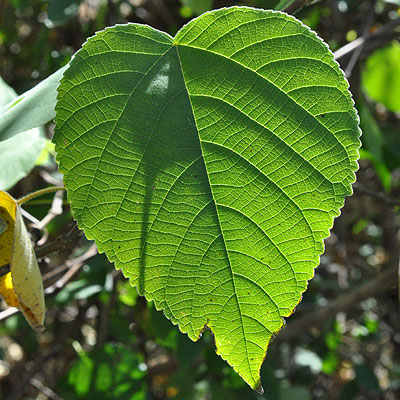 Broussonetia papyrifera