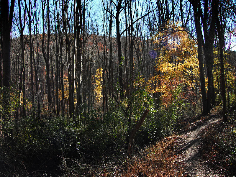 David English trail, November 2010