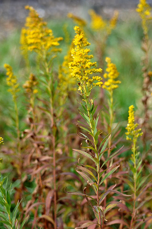 Rough Canada Goldenrod