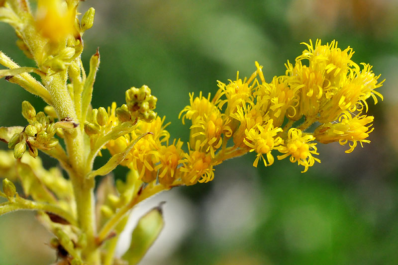 Rough Canada Goldenrod