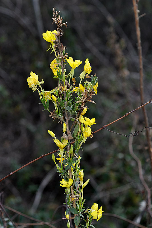 Oenothera parviflora