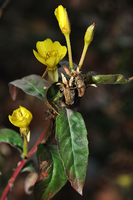 Oenothera parviflora