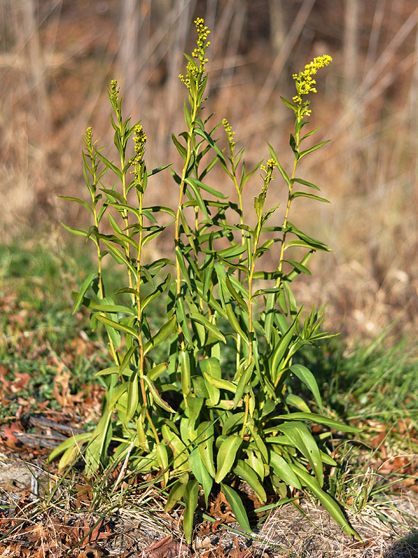 Solidago sempervirens var. sempervirens