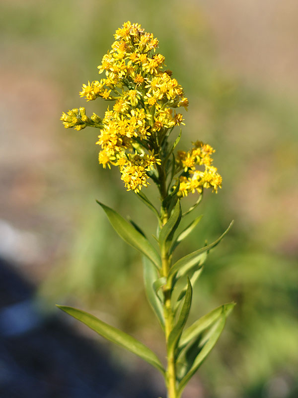 Solidago sempervirens var. sempervirens