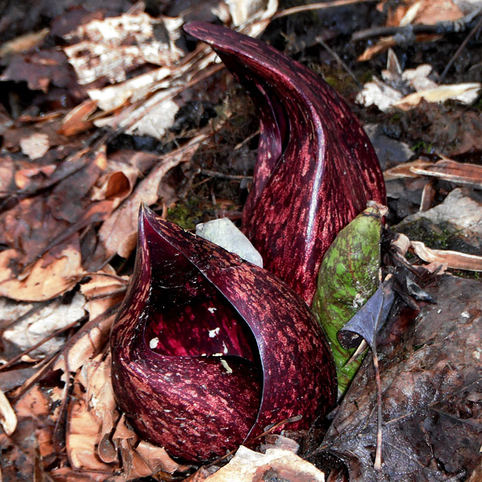 Symplocarpus foetidus