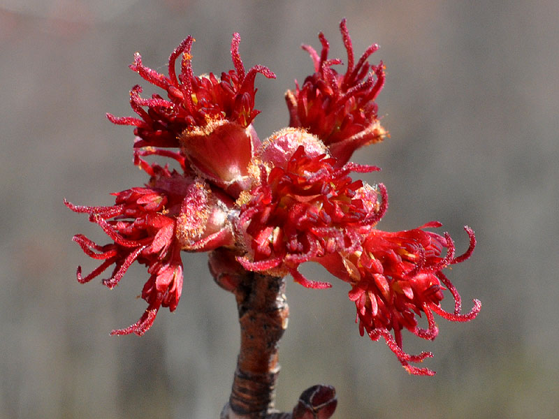 Acer rubrum var. rubrum