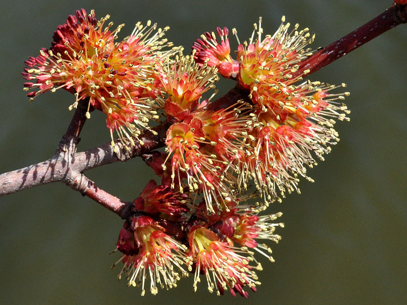 Acer rubrum var. rubrum