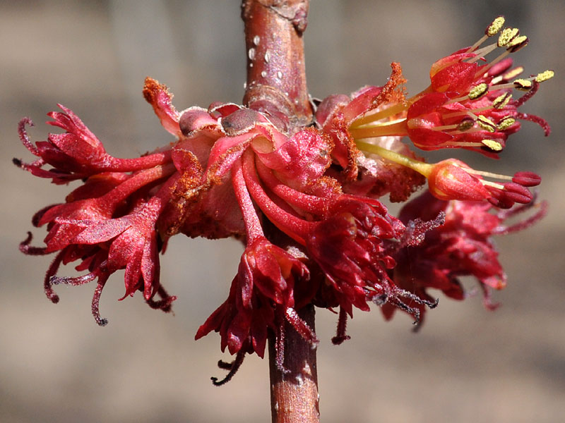 Acer rubrum var. rubrum