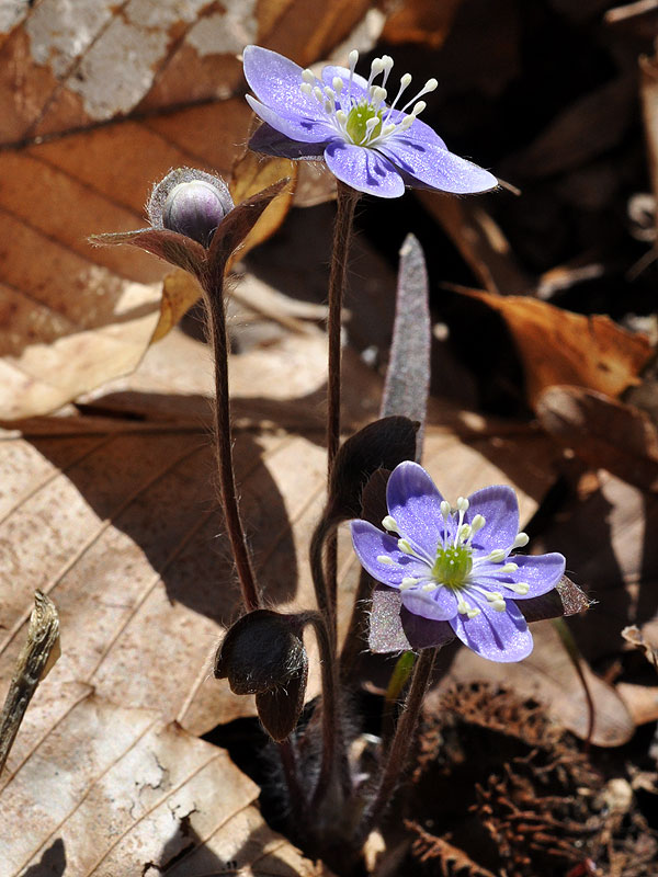 Anemone americana