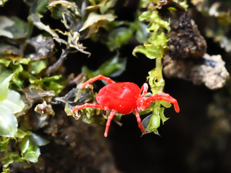 Velvet mite<br>April 2011