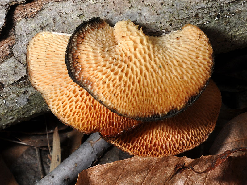 Polyporus alveolaris