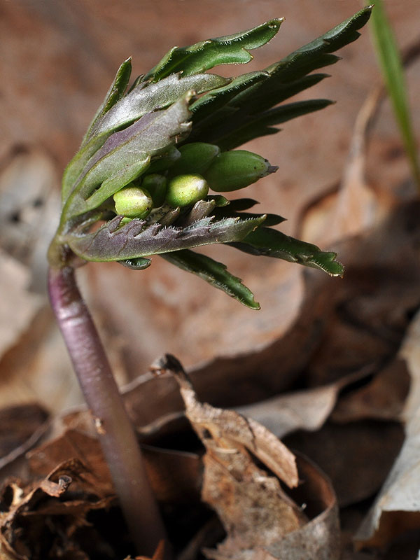 Cardamine concatenata