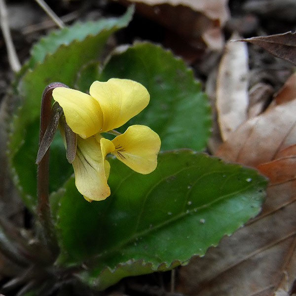 Yellow Roundleaf Violet