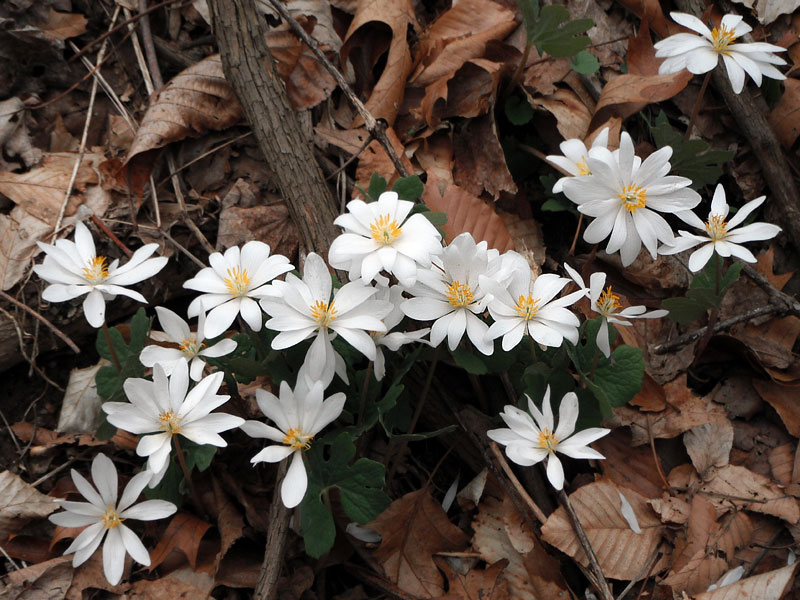 Sanguinaria canadensis